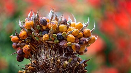 Close up of a bunch of berries on a stem against a beautiful blurred red and green backgroundの写真素材