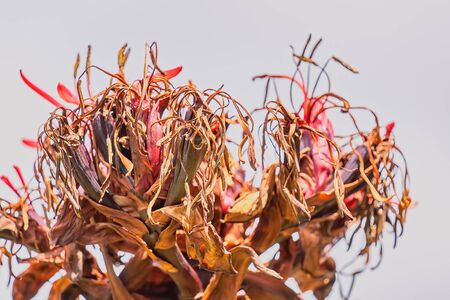 Close up of a dying and decaying plant isolated against the skyの写真素材