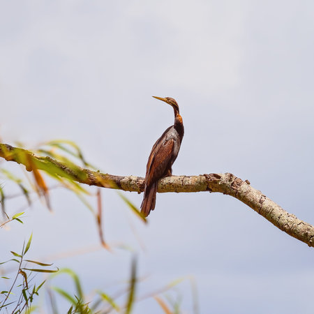 A lone cormorant sitting on a tree branch isolated against a blue sky