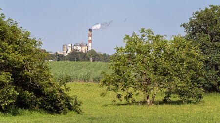 Sugar mill refinery as seen framed by trees, with a crop of farmed cane in the foreground. Mill stack is emitting smoke as it is the crushing season.の写真素材