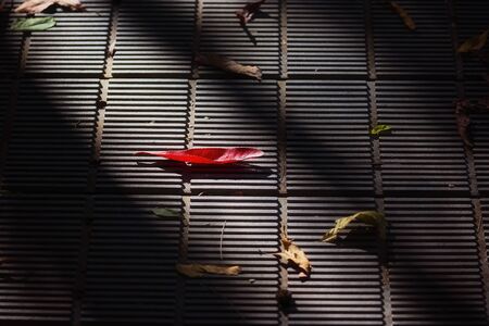 A red leaf fallen on a grid path amongst other leavesの写真素材