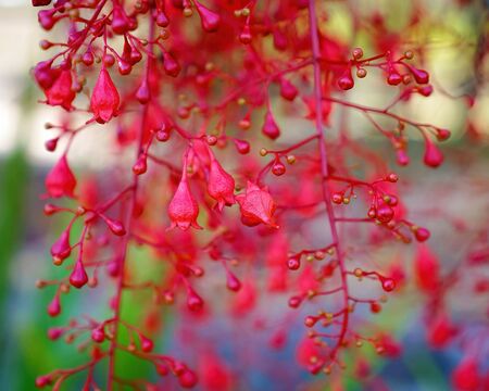 Red round and bell shaped flowers and berries in shallow depth of field with a beautiful blurred backgroundの写真素材