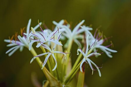 White flowers captured with very shallow depth of field with ants crawling on the petals. Intentionally soft focus, blurred backgroundの写真素材