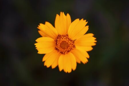 Yellow flowering daisy captured with shallow depth of field, an intentionally soft image to give a painterly lookの写真素材