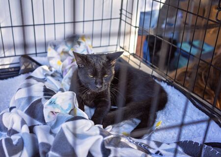 A black kitten in a cage offered up for adoption at a marketplace stallの写真素材