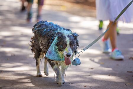 A black and white dog covered in coloured powder in a fun run in an outdoor public parkの写真素材