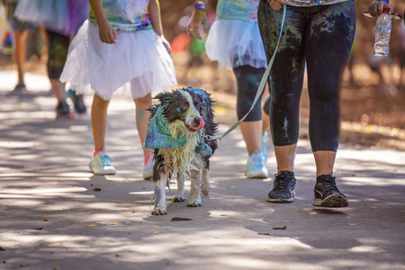 A black and white dog covered in coloured powder in a fun run in an outdoor public parkのeditorial素材