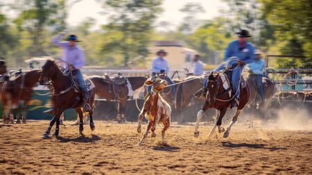 Rodeo - calf roping a young animal by cowboys on horseback - sanctioned Australian action sport and the calf is not hurtの写真素材