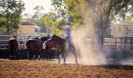 Rodeo - calf roping a young animal by cowboys on horseback - action sport - a sanctioned sport and the calf is not hurtの写真素材