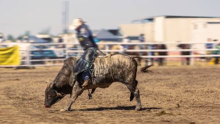 A cowboy competing in a bull riding event at a country rodeoの写真素材
