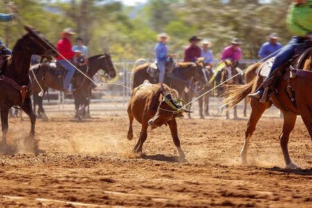 Rodeo - calf roping a young animal by cowboys on horseback - a sanctioned action sport and the calf is not hurtの写真素材