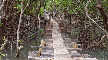 An old wooden bridge winding through the mangrove forest over a creek at high tideの写真素材