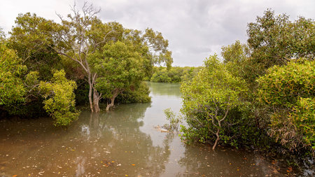 Mangrove swamp ecosystem in a creek running off the ocean on the Capricorn Coast of Australia