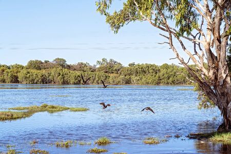 A wetland ecosystem typically flooded by water with abundant bird and fish lifeの写真素材