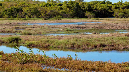 A wetland ecosystem typically flooded by water with abundant bird and fish life, with an industrial cement works in the backgroundの写真素材