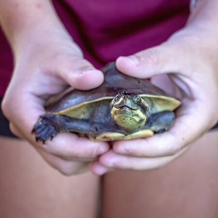 A tiny creek turtle caught in mangroves, being held in a child's hands before being released back into the wildの写真素材
