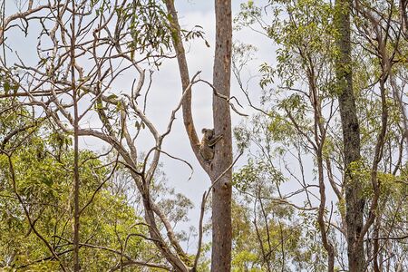 An Australian koala bear sitting in a tree in it's natural bushland habitatの写真素材