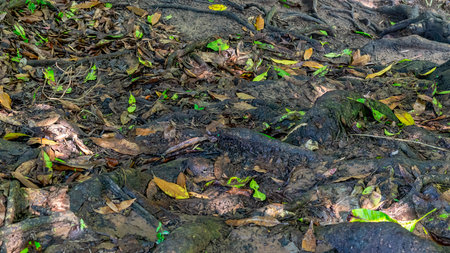Fallen leaves on the ground amongst tree roots, different stages of decay