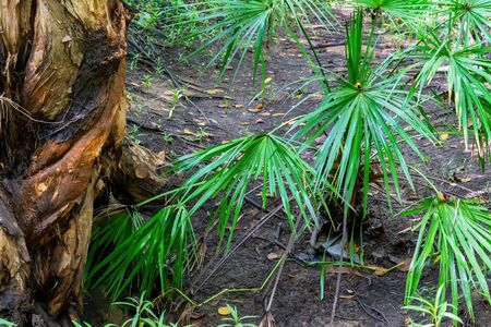 Small plants growing in soil damp after recent rainfallsの写真素材