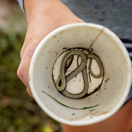 A small dead swamp snake in a cardboard cup being held in the hand of a child
