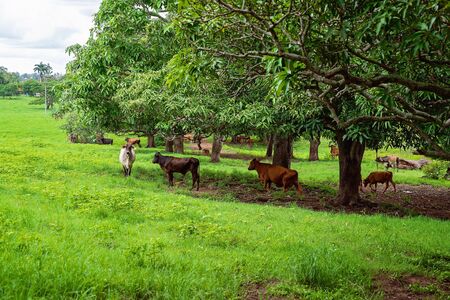 Cattle grazing in a field shaded by rows of trees with the grass lush and green following rainfallの写真素材