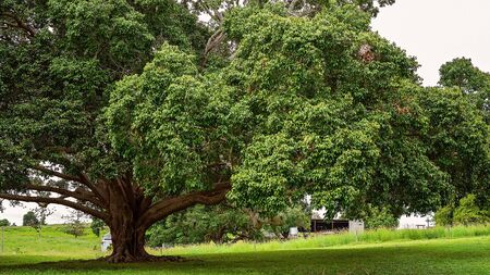 Large spreading fig tree in countryside green and lush from recent rainfallsの写真素材
