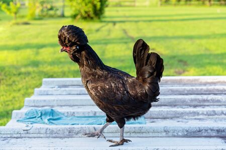 A Polish bantam chicken strutting on a tin roof on a country farm in late afternoon lightの写真素材