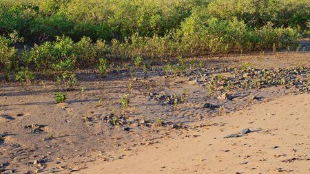 Dense mangrove on the waters edge by the beach, with young plants shooting up in the pebbly sandの写真素材