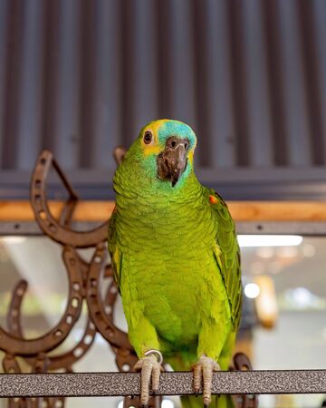 A friendly Turquoise-fronted Amazon Parrot on a perch in front of horseshoesの写真素材