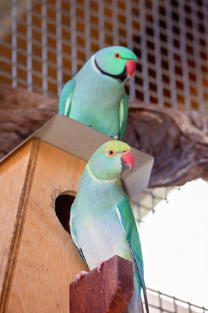 A pair of green ring-necked parrots nesting, male and female outside their birdhouse