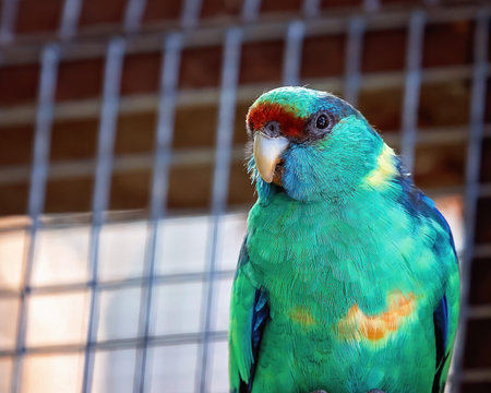 A Port Lincoln Parrot in captivity - closeup