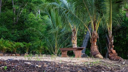 A wooden stood on a pebble beach surrounded by palm trees on a tropical summer dayの写真素材