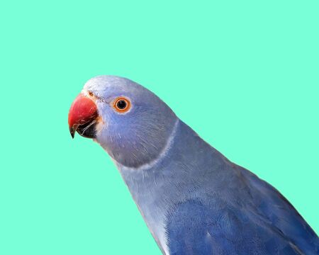 Female blue ring-necked parrot looking around inquisitivelyの写真素材