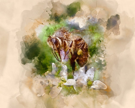 Digital watercolor painting of a bee collecting pollen from the stamen of a flowerの写真素材