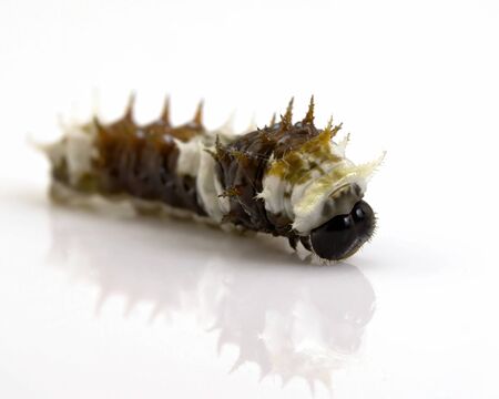 A macro image of a caterpillar isolated on a white background with a reflectionの写真素材