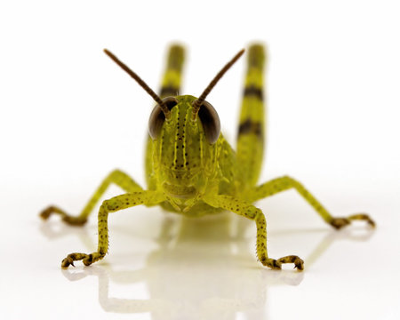 A macro image of a grasshopper isolated on a white background with a reflection