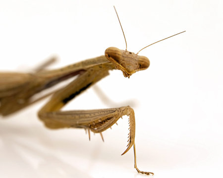 A macro image of a praying mantis isolated on a white background with a reflection