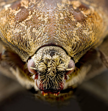 Macro close up of the face of a beetle, showing all the details