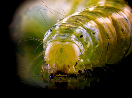 A macro photograph of a green caterpillar showing all the details on the body