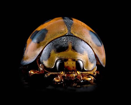 A macro photograph of an orange and black ladybug with dew drops, isolated on a black backgroundの写真素材