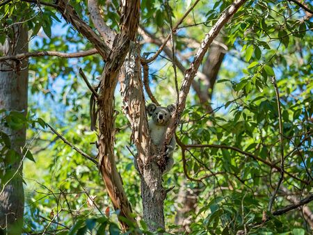 An Australian koala sitting on the branch of a tree in his native environment, the eucalyptus forestの写真素材