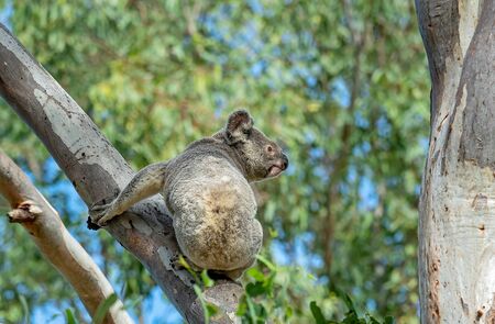 An Australian koala clinging to a tree branch looking aroundの写真素材