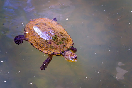 A small freshwater turtle covered in algae swimming in murky water