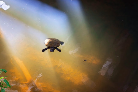 A small freshwater turtle covered in algae swimming in murky water