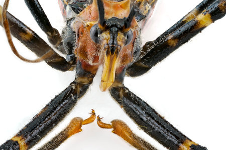 Extreme macro closeup of the face of an Orange Assassin Bug Nymph showing it's pointed fang,...