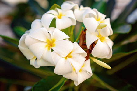 Closeup of frangipani flowers in bloom in a garden