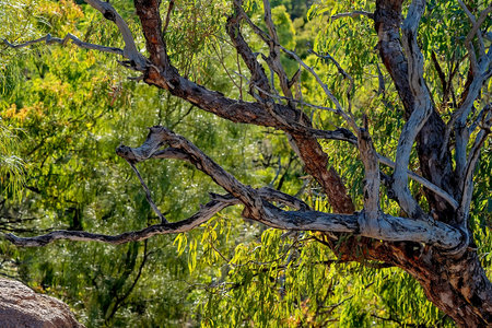 Bright light through the trees behind textured tree branches in the Australian bush