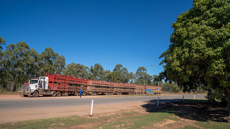 Townsville to Undara highway, Queensland, June 2020: Two road trains carting cattle to market