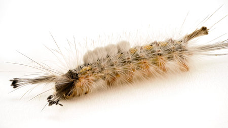 The caterpillar of the Tussock Moth in macro closeup on a white background