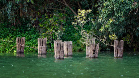 Old rotting wooden jetty posts in a country creekの写真素材